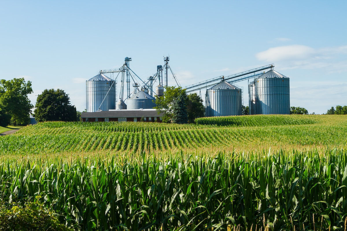 Maïsveld met silo's en boerderij in de verte