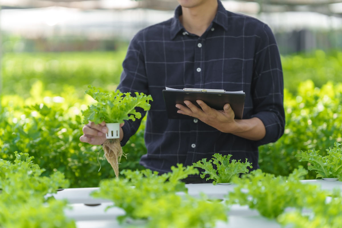 Jeune agriculteur inspectant des salades