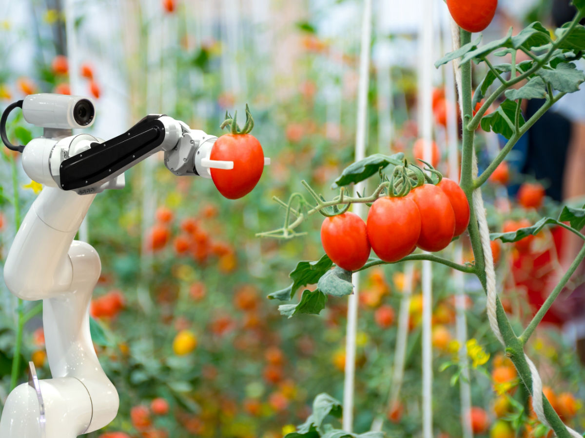 Robot intelligent cueillant des tomates