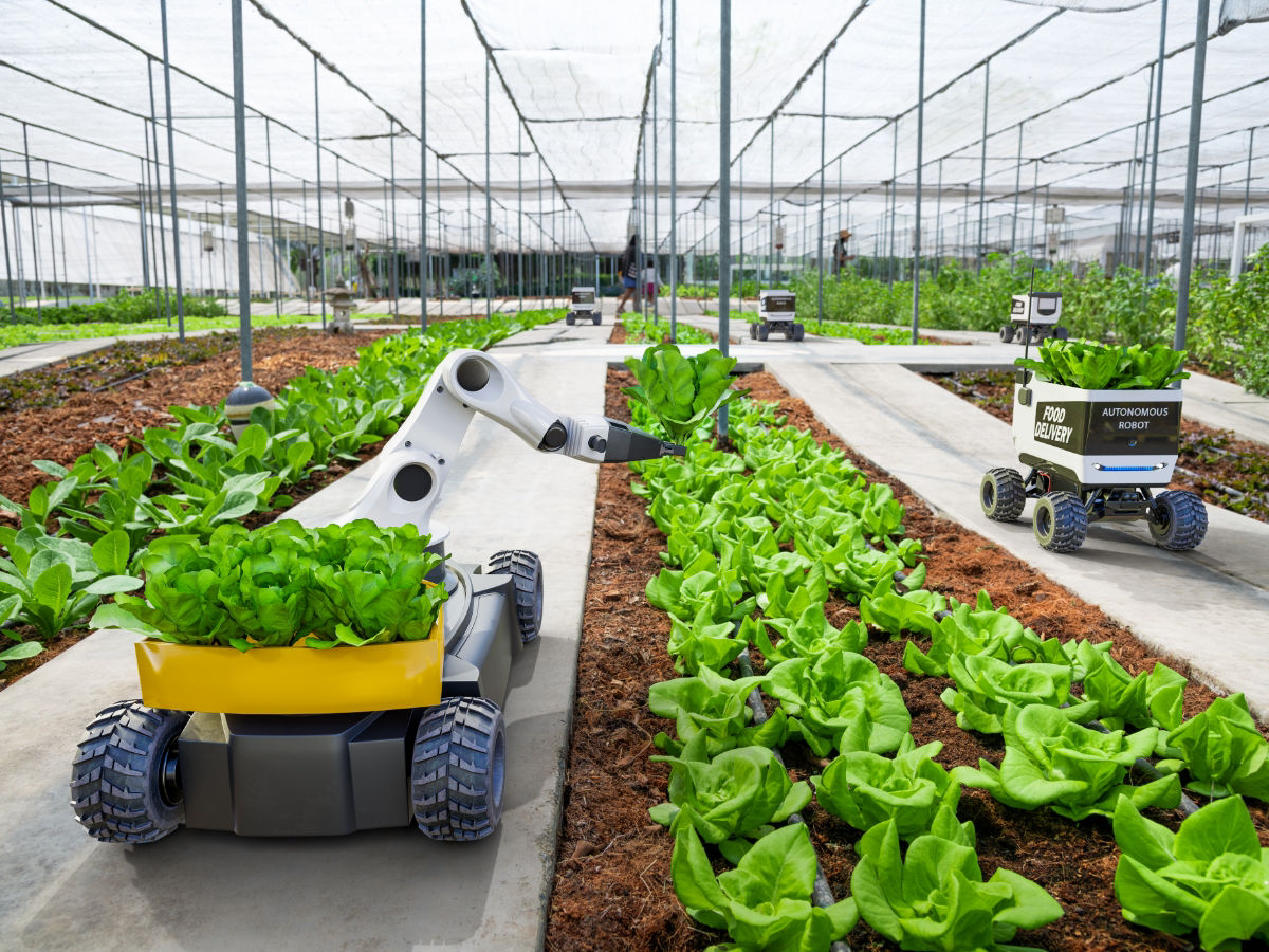 Smart robots picking lettuce crops