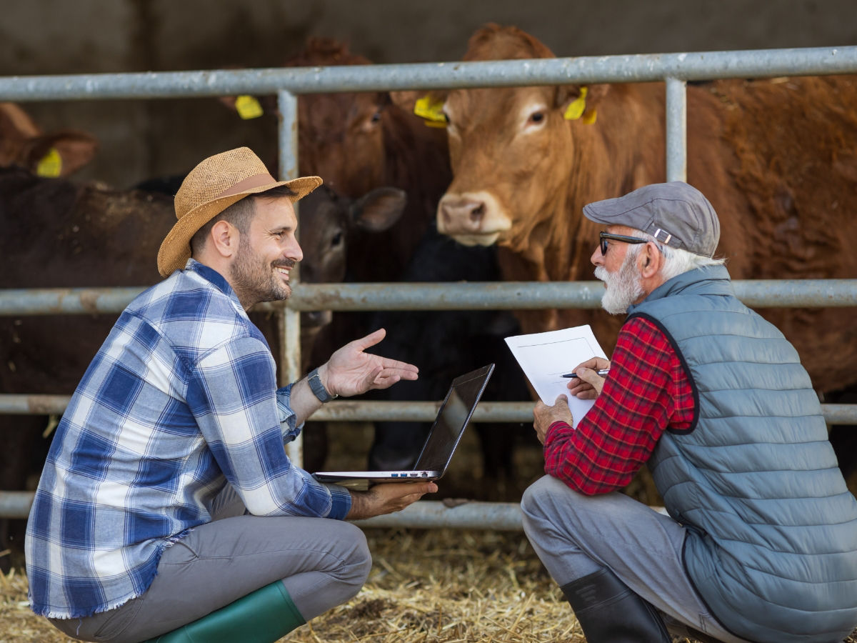 Men with laptop in cowshed